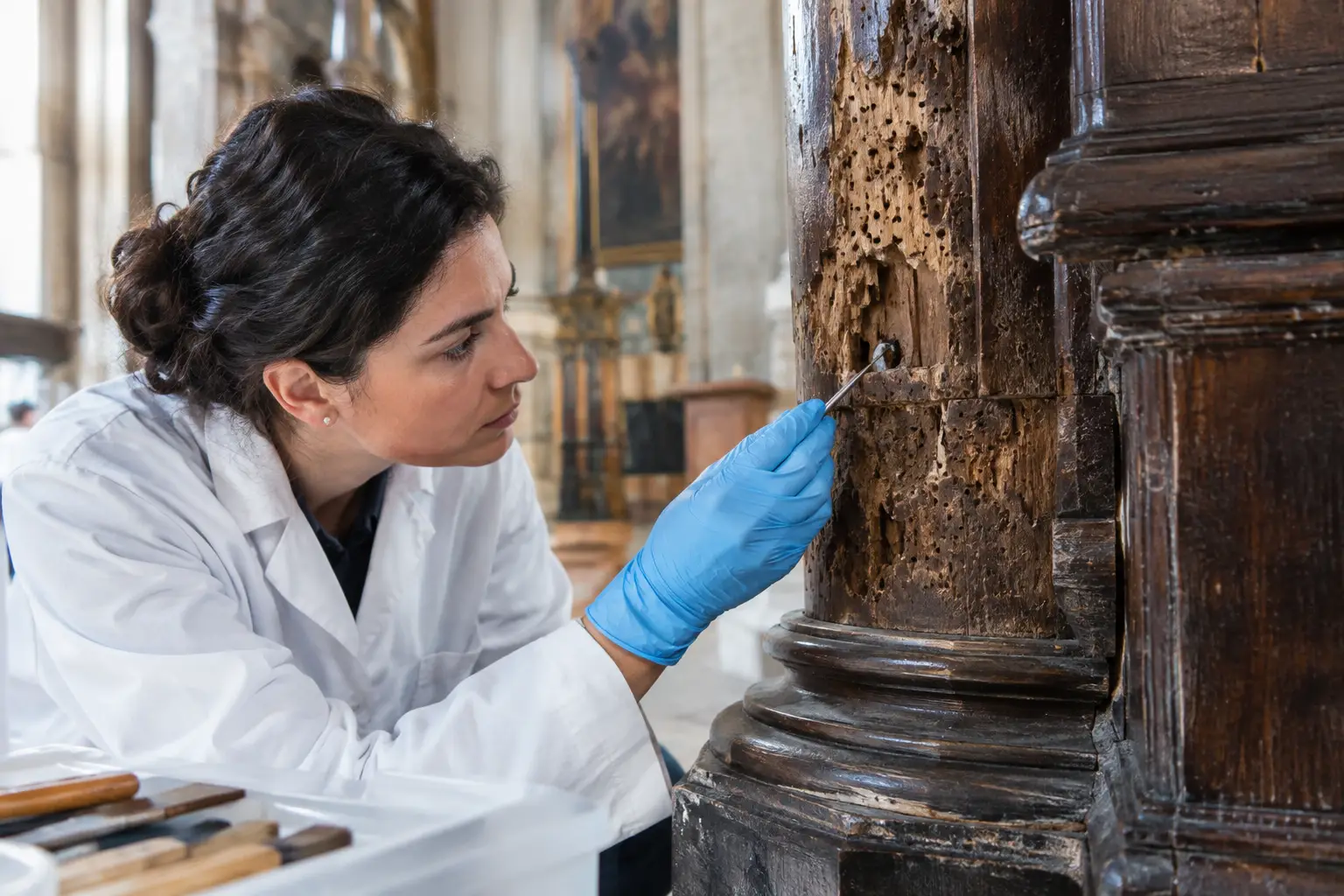 Legno tarlato e tarli: segnali da non ignorare